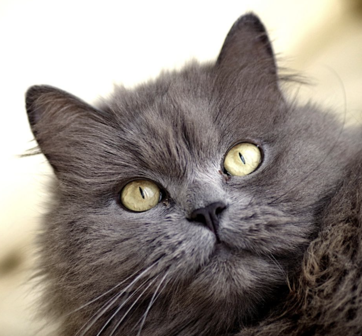 商品真实库存0<x<10时，不允许超卖，关闭组件